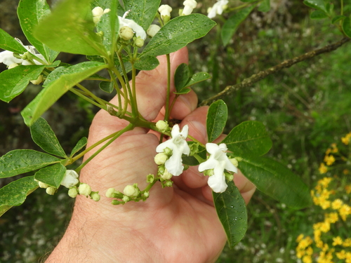 Vitex montevidensis