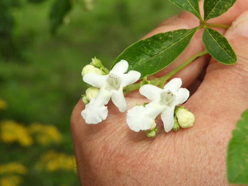Vitex montevidensis