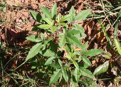 Vitex negundo