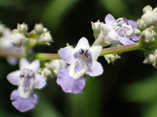Vitex negundo