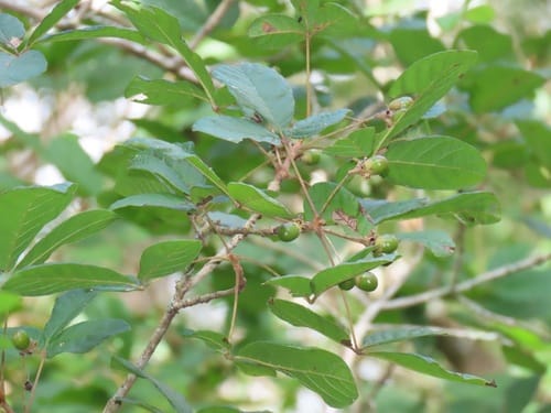 Vitex patula