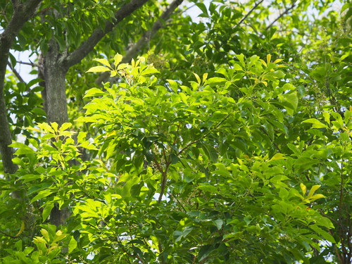 Vitex quinata