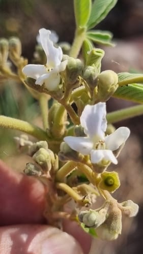 Vitex rehmannii