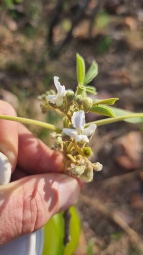Vitex rehmannii