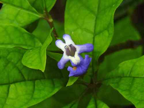 Vitex triflora
