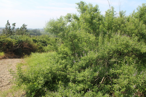 Vitex trifolia