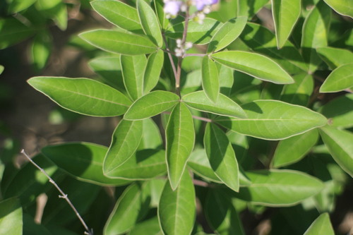 Vitex trifolia