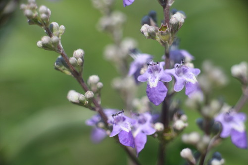 Vitex trifolia