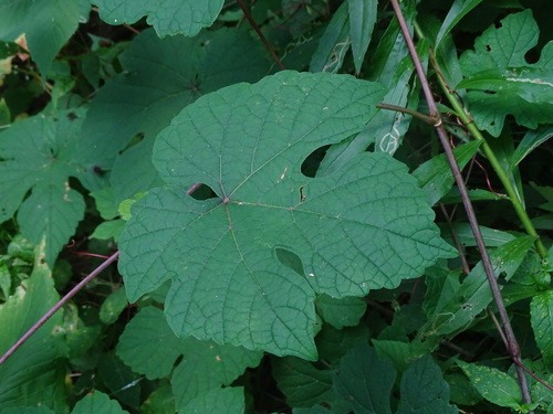 Vitis aestivalis
