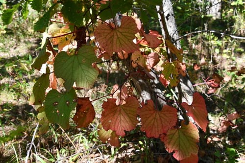 Vitis amurensis