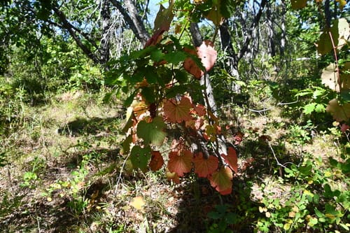 Vitis amurensis