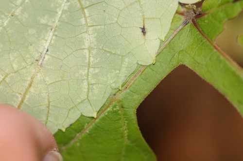 Vitis bicolor