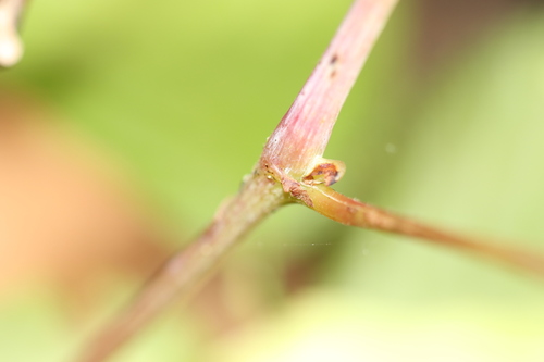 Vitis bicolor