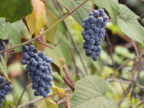 Vitis caribaea