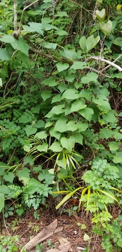 Vitis cinerea