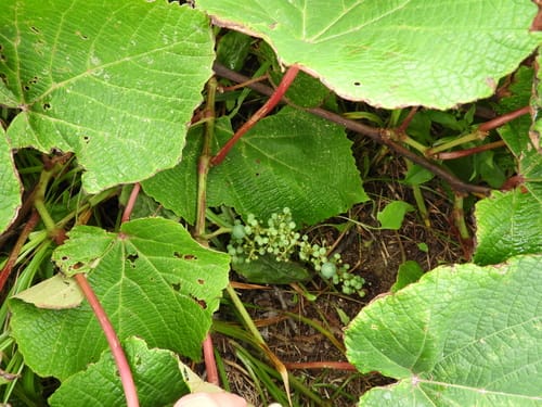 Vitis coignetiae