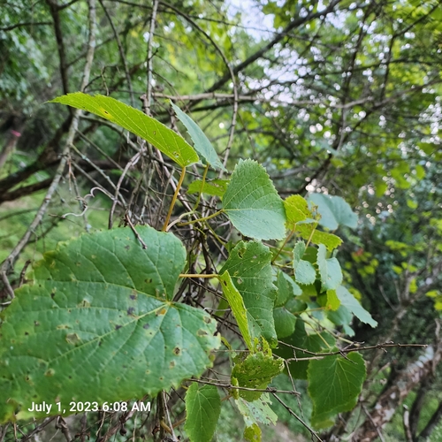 Vitis cordifolia