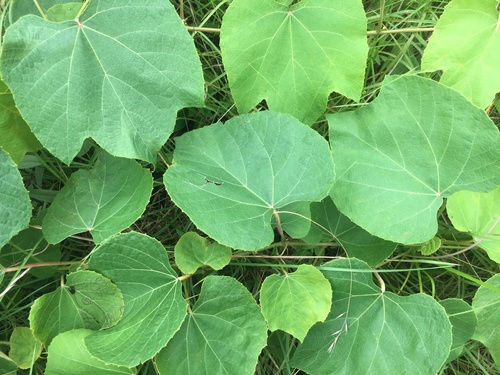 Vitis labrusca x Vitis vinifera