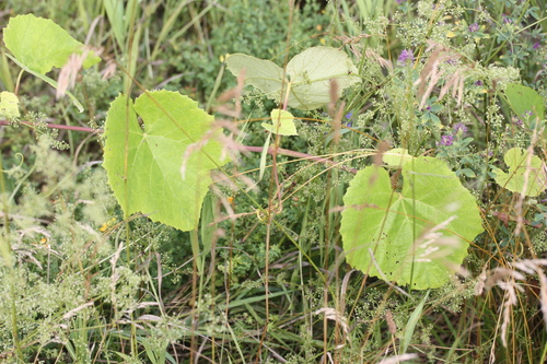 Vitis labrusca x Vitis vinifera
