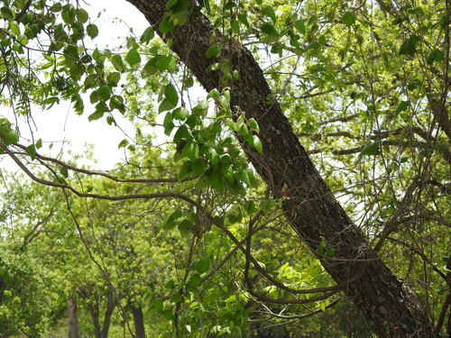 Vitis mustangensis