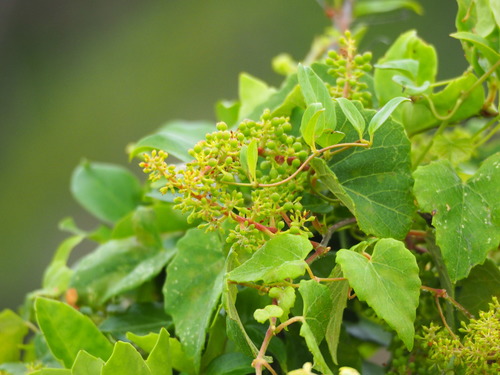 Vitis parvifolia