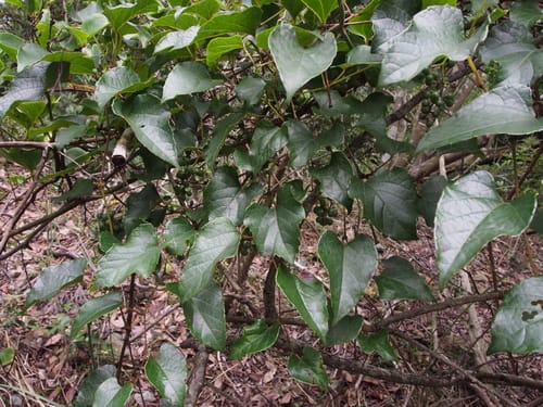 Vitis saccharifera