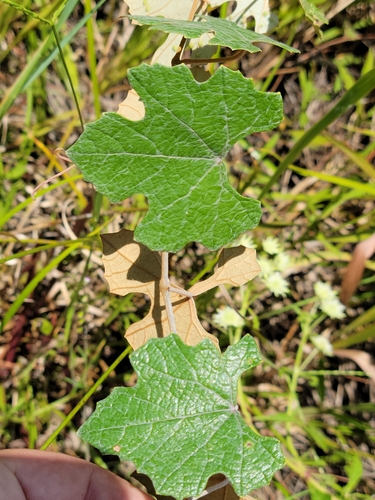 Vitis shuttleworthii