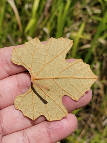 Vitis shuttleworthii