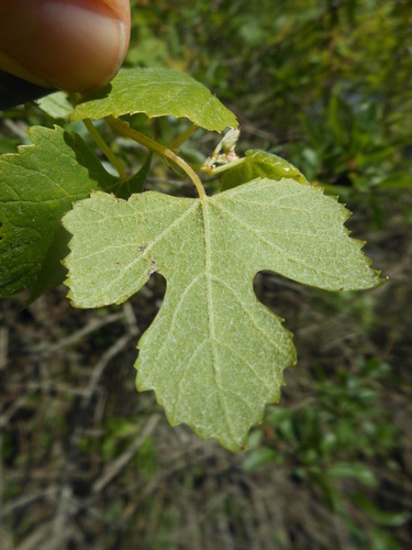 Vitis vinifera