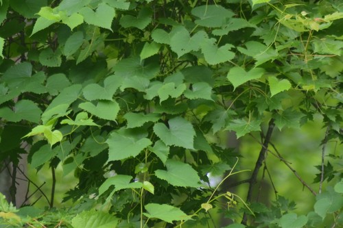 Vitis vulpina