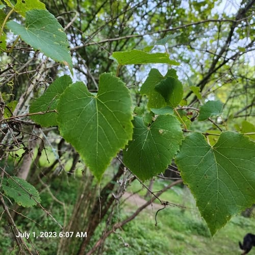 Vitis vulpina