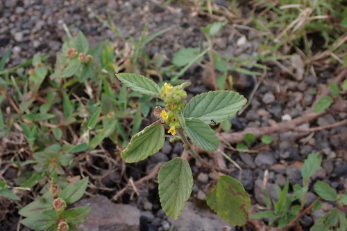 Waltheria indica