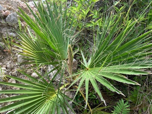 Washingtonia robusta