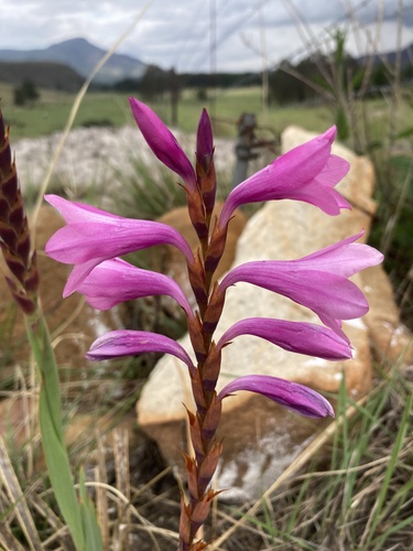 Watsonia lepida
