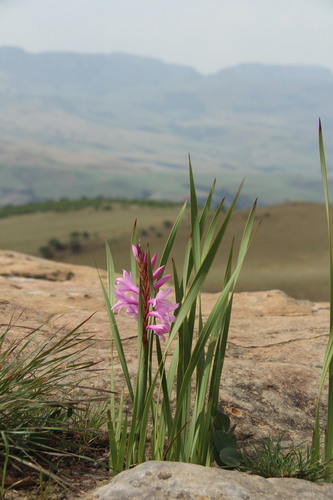 Watsonia lepida