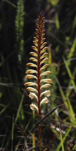 Watsonia watsonioides
