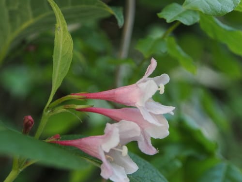 Weigela hortensis