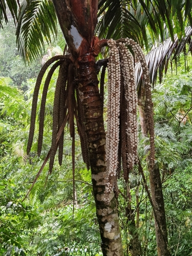 Welfia regia