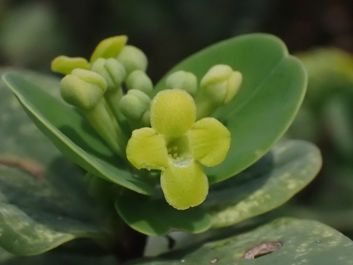Wikstroemia indica