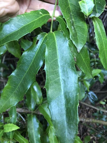 Wilkiea macrophylla