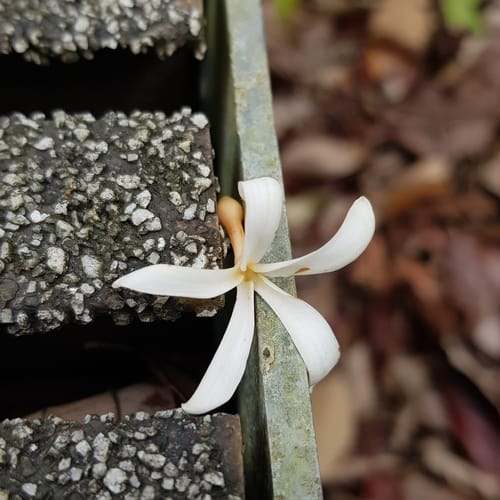 Willughbeia tenuiflora