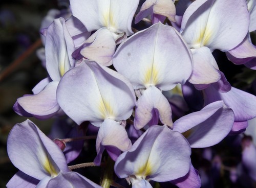 Wisteria sinensis