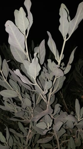 Withania coagulans