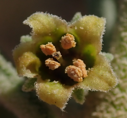 Withania somnifera