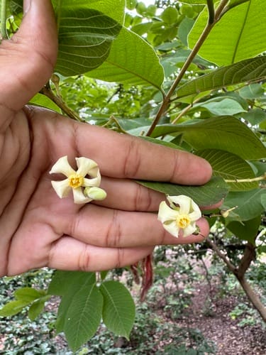 Wrightia arborea