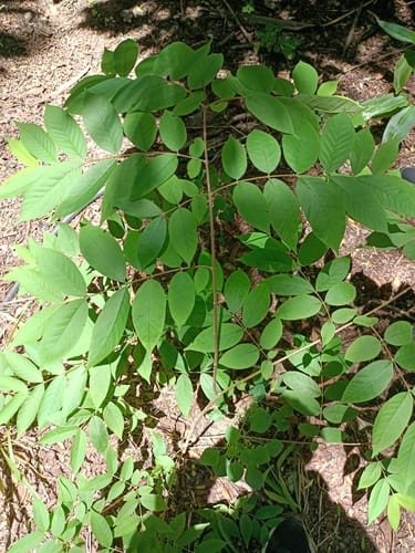 Wrightia arborea