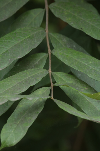 Wrightia tinctoria