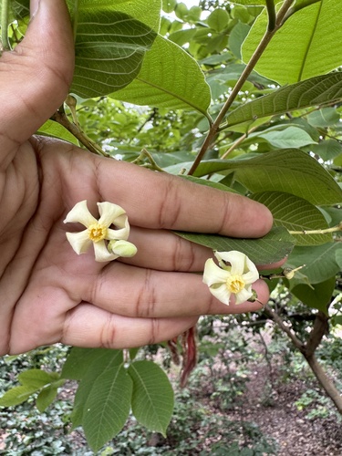 Wrightia tomentosa