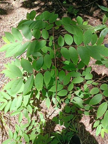 Wrightia tomentosa