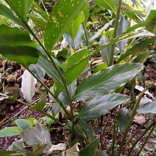 Wurfbainia compacta